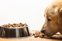 Ako vybrať kvalitné granuly pre psa? Poradíme vám!