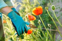 Ako vybrať najlepšie pracovné rukavice do záhrady?