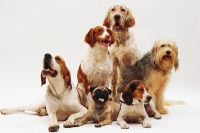 Za nadmerným pĺznutím psa môže byť aj zdravotný problém