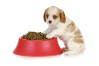 Ako nakŕmiť hladné šteňa? Ktoré granule by sme mali zvážiť?