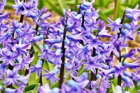 Ako sa starať o hyacinty