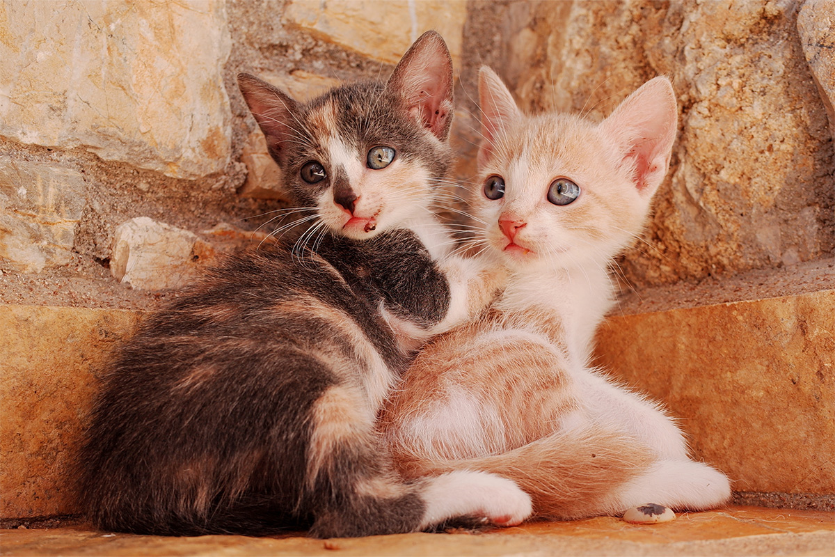 freepik_baby_cats