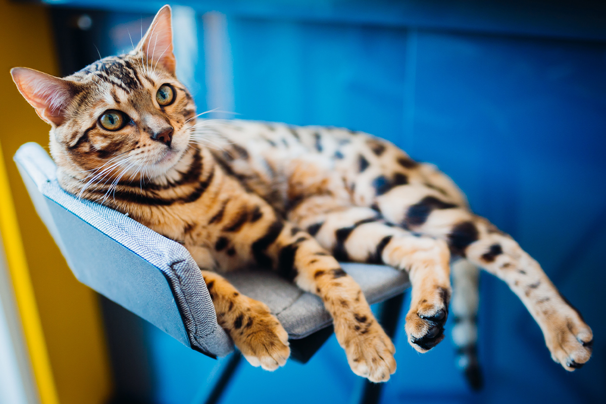 freepik_bengal_cat_home