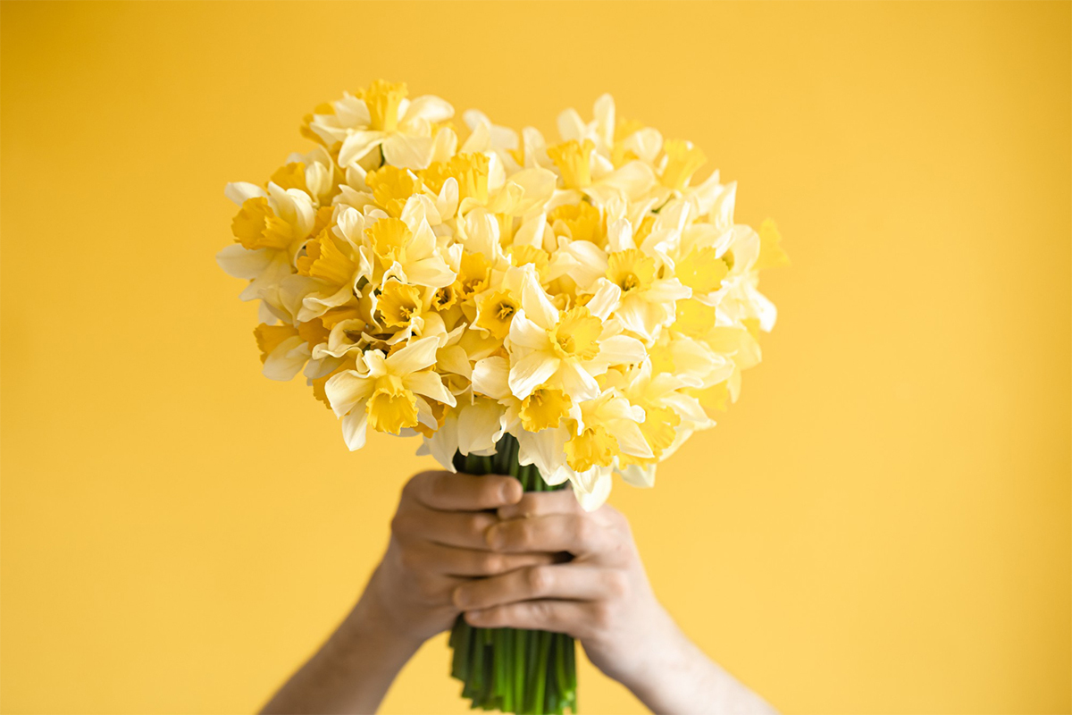 freepik_bouquet_daffodil
