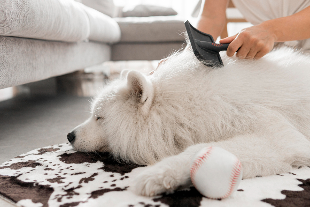 freepik_brushing_dog_25