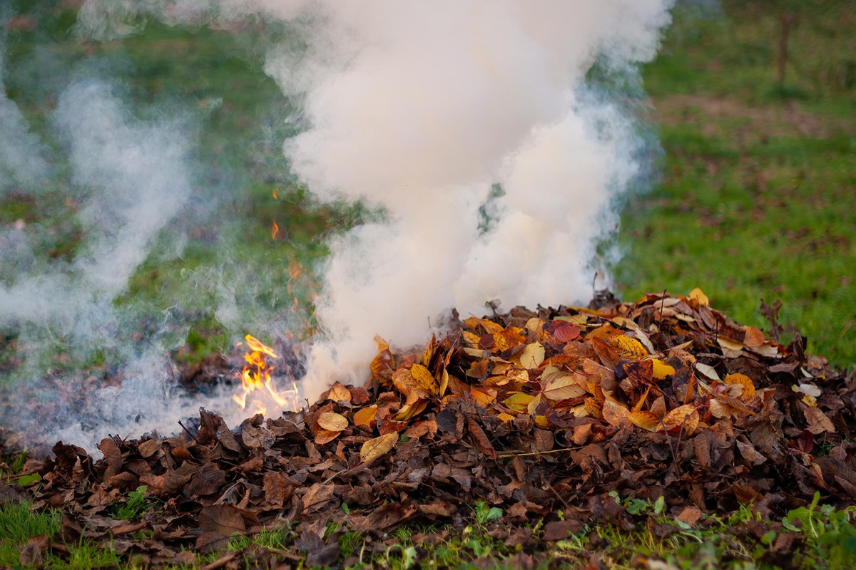 freepik_burning_leaves