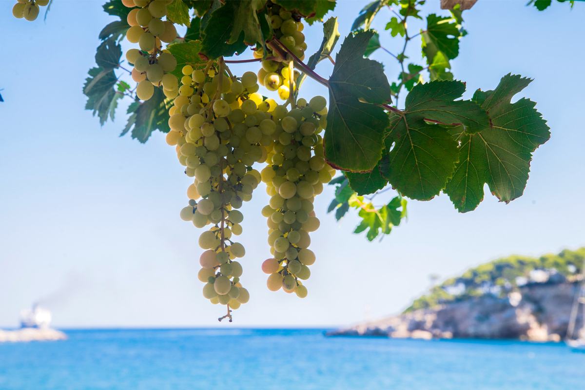 freepik_greek_grape_sea