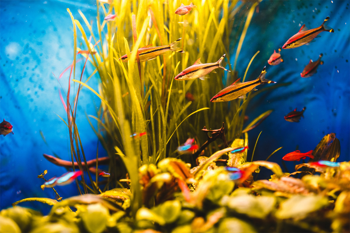 freepik_home_aquarium