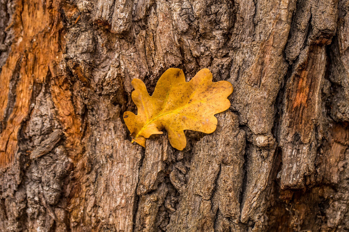 freepik_oak_tree