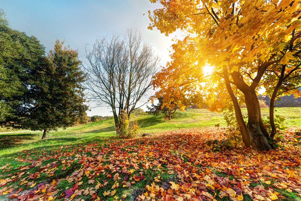 magnific_autumn_natur26