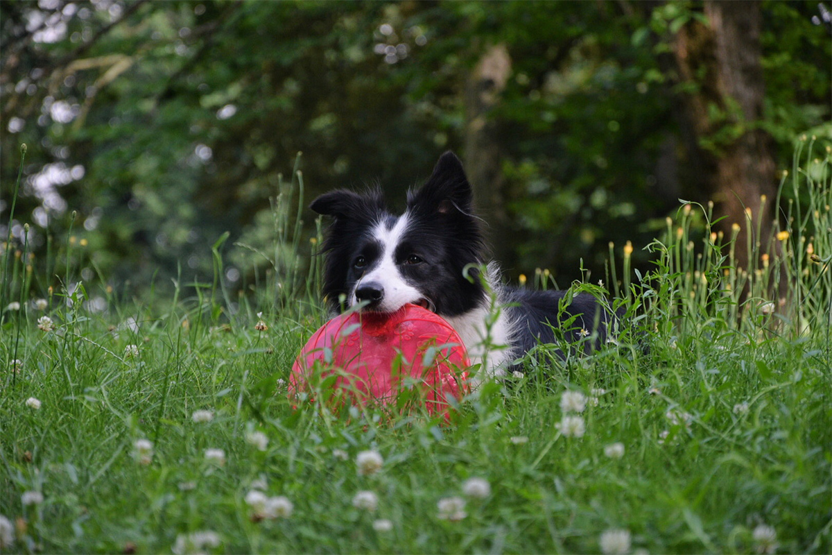 pixabay_dog_outside_25