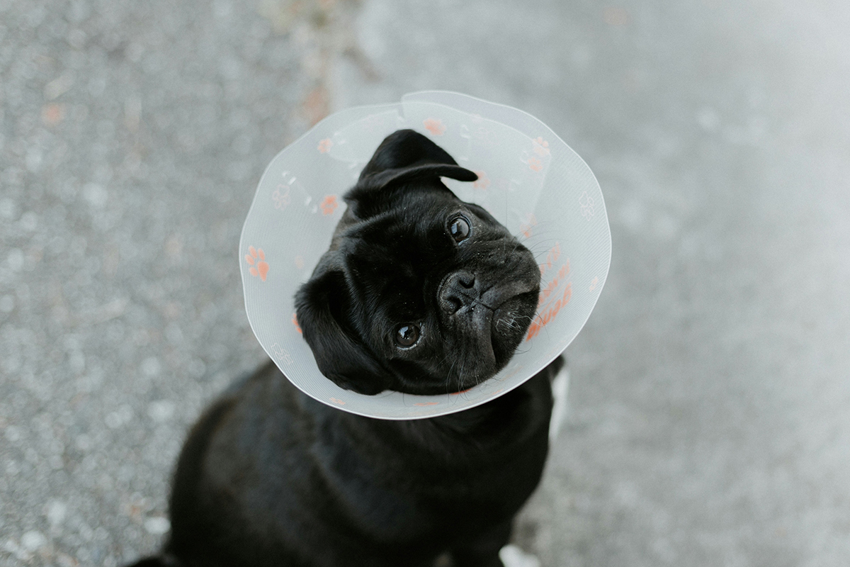 unsplash_dog_625