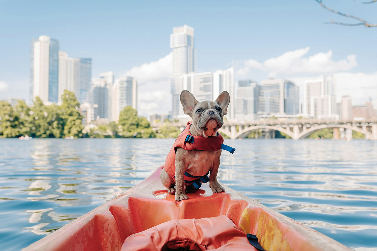 unsplash_dog_on_boat_724