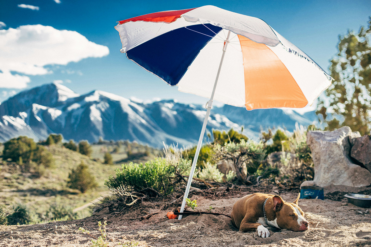 unsplash_summer_mountain_dog