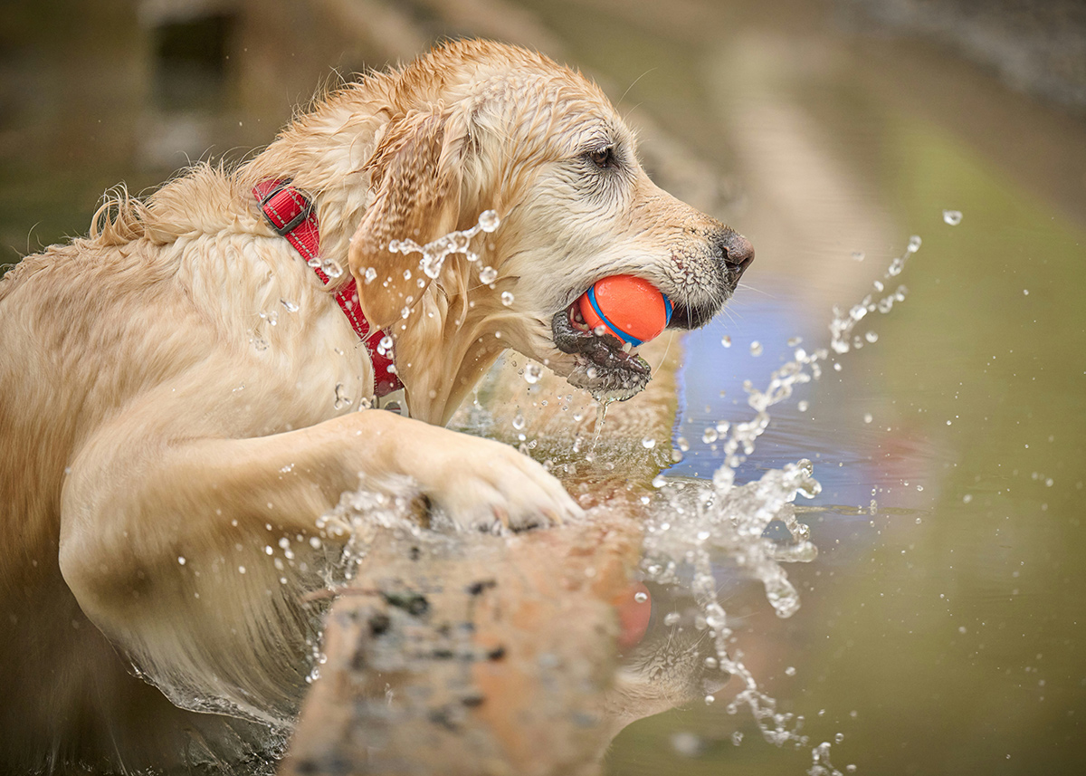 unsplash_swim_dog_724