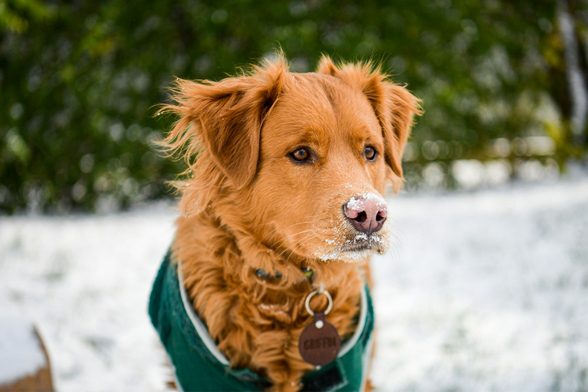 unsplash_winter_dog_0126