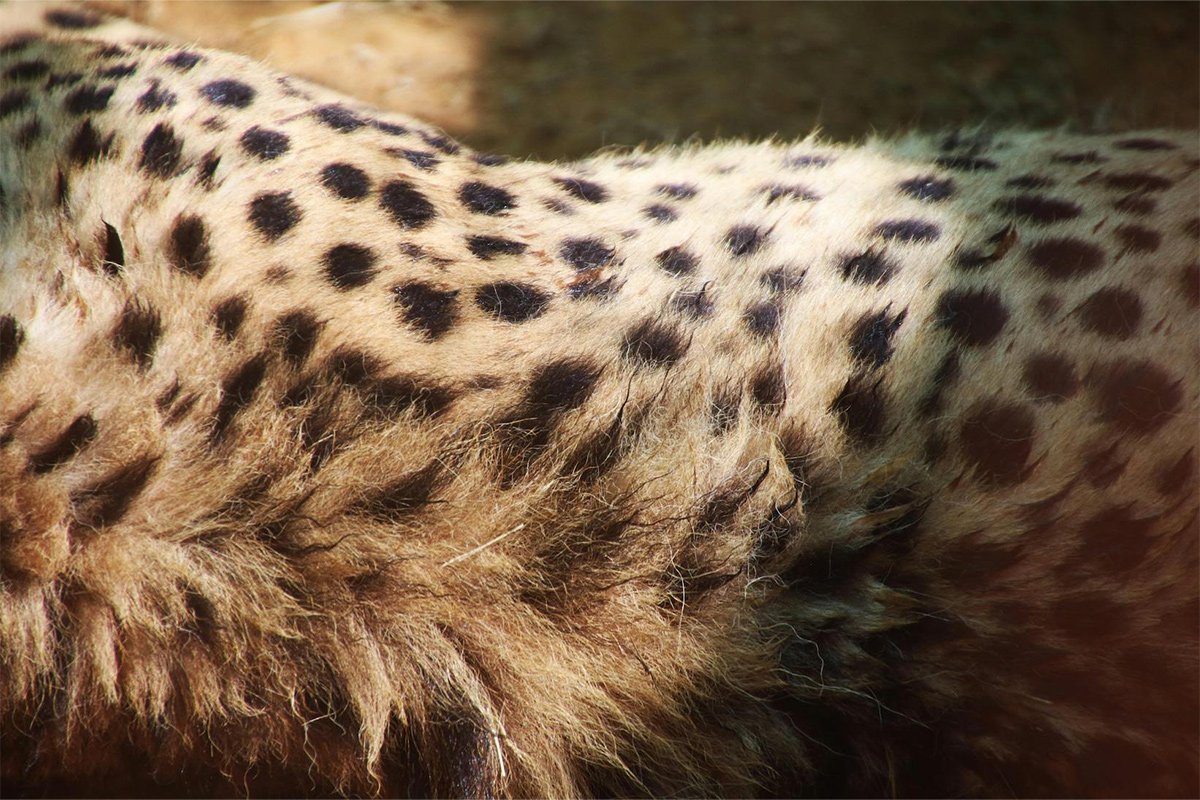 2_gepard