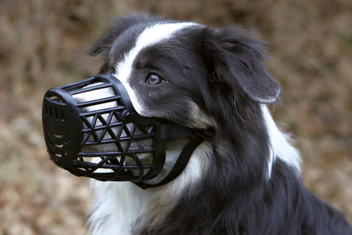 2_superzoo_825