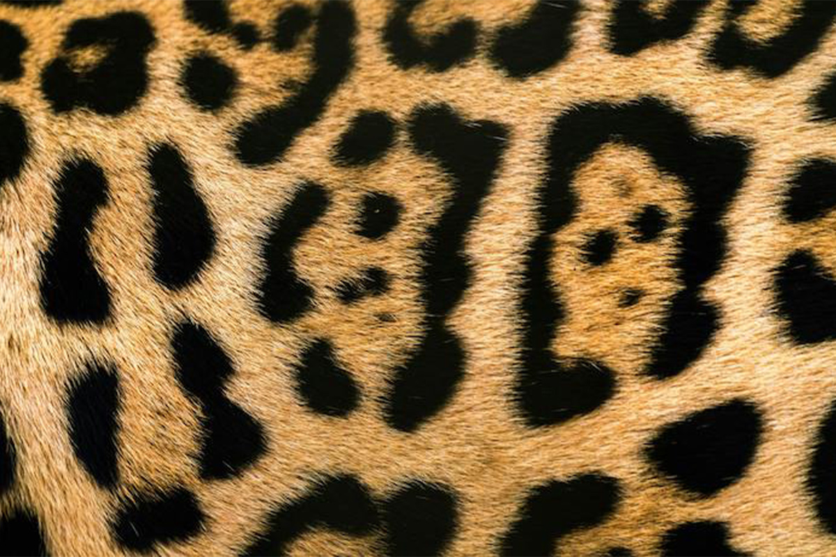 3_jaguar