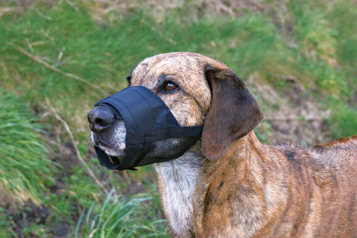 3_superzoo_825