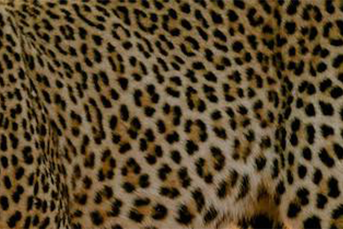 4_leopard