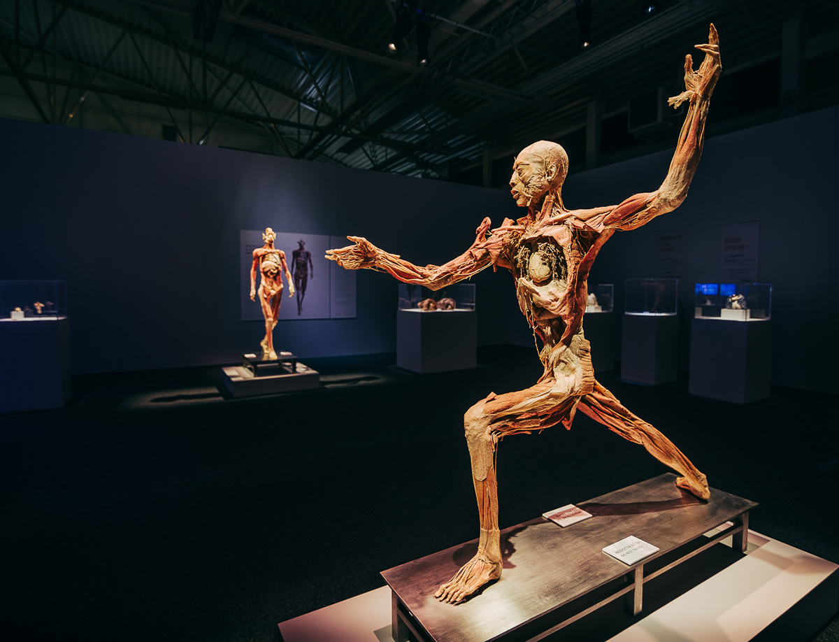 Анатомическая выставка в США