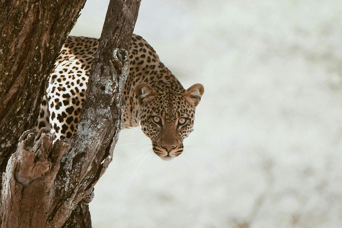 pexels_leopard
