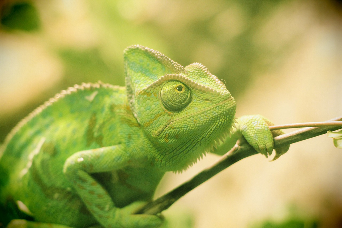 pixabay_chameleon