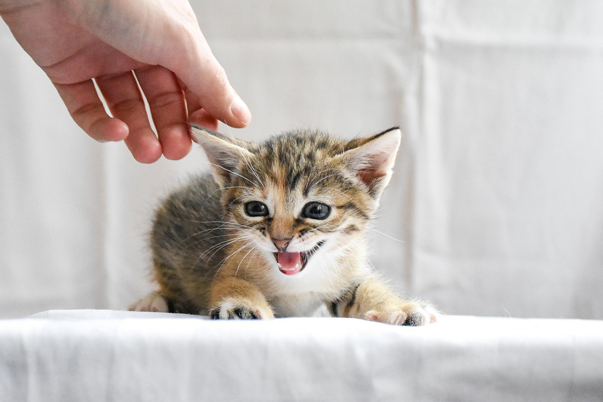 pixabay_puppy_cat