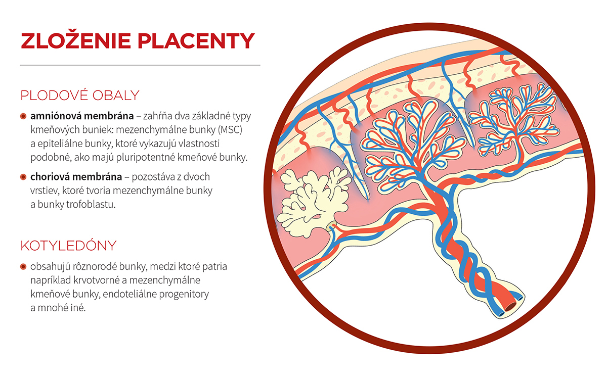 placenta_1