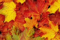 Jeseň v záhrade (II.)