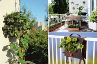 Vytvorte si balkónovú záhradku