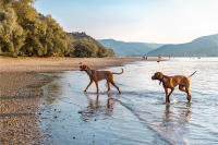 Objavte Balaton pre štvornohých členov rodiny