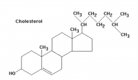 Čo nepatrí do jedálneho lístka pri zvýšenom cholesterole?