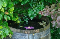 Ako využiť dažďovú vodu na záhrade?