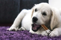 Dôležitosť zubnej starostlivosti u našich psích miláčikov