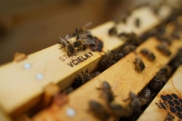 Šťastné včielky vyrábajú rýdzi med
