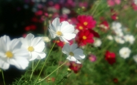 Liečba kvetmi, alebo ako môžu okvetné lístky prospieť nášmu zdraviu