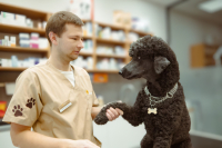 Sezóna kliešťov sa začala. Ako ochrániť psy a mačky pred parazitmi?