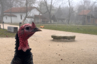 Archeopar Cífer - Pác otvára sezónu