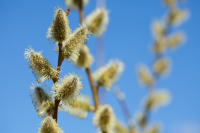 Jar sa blíži, alergici sa musia mať na pozore