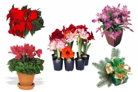 Kvetina ako vianočná dekorácia