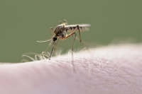 Komáre prinášajú do Európy tropické choroby